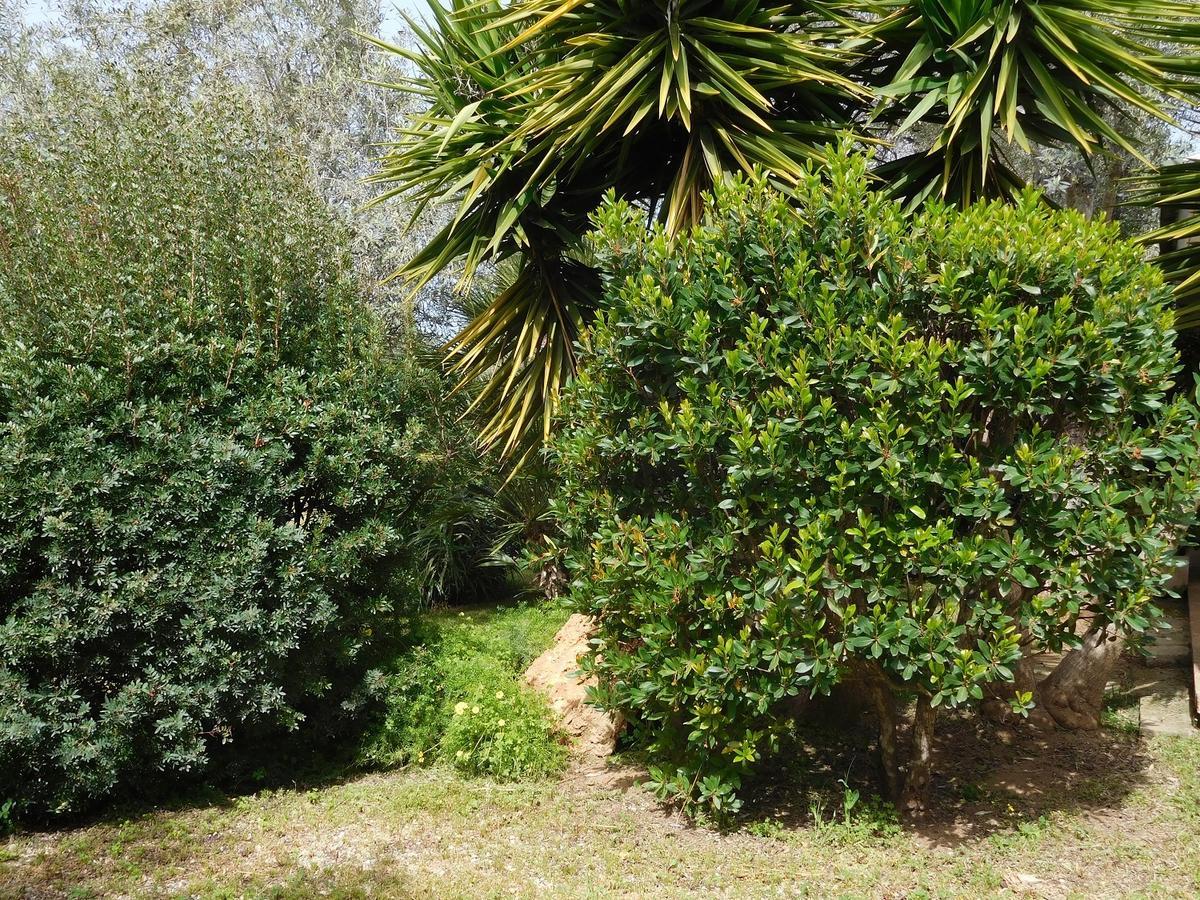 Gli Ulivi Apartment Alghero Bagian luar foto